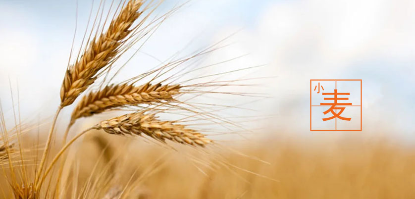 D6智能石墨消解儀處理小麥、玉米、糙米消解方案